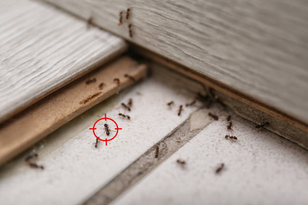 Best Wasp Removal Services  in Horse Shoe, NC