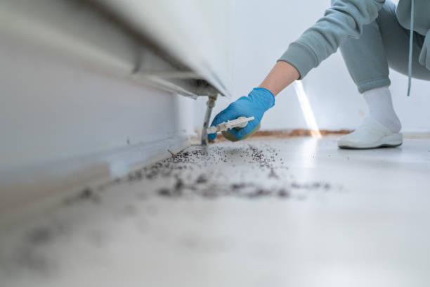 Best Flea Control Services  in Horse Shoe, NC